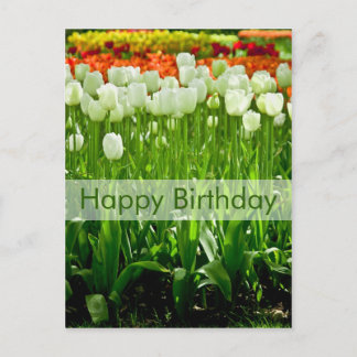 Tulips Birthday Postcard | Geburtstagskarte Tulpen