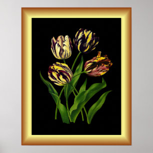 Tulips Bizarres ~ Botanical Art Print ~