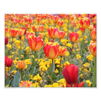 Tulips, Bright and colourful yellow and red