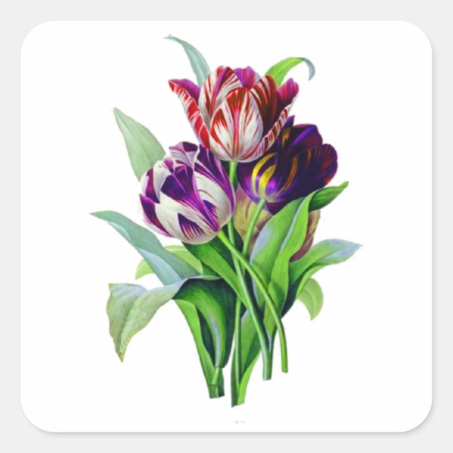Tulips by Pierre Joseph Redoute Square Sticker (Front)