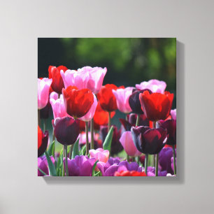 Tulips Canvas Print