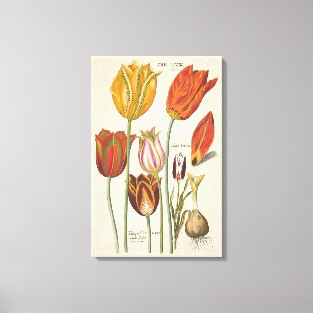Tulips Canvas Print (Front)