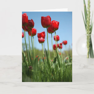 Tulips Card