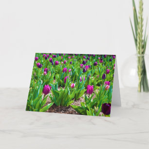 Tulips, card