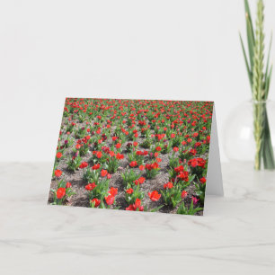 Tulips, card