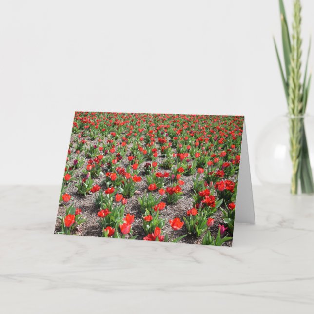 Tulips, card (Front)