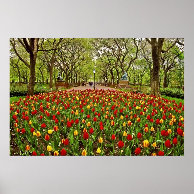 Tulips Central Park NYC Poster (Front)