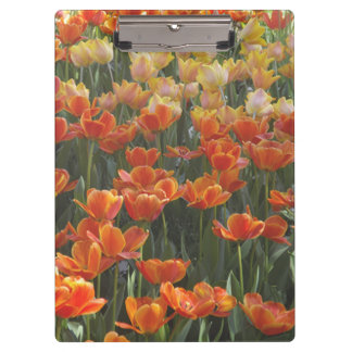 Tulips Clipboard