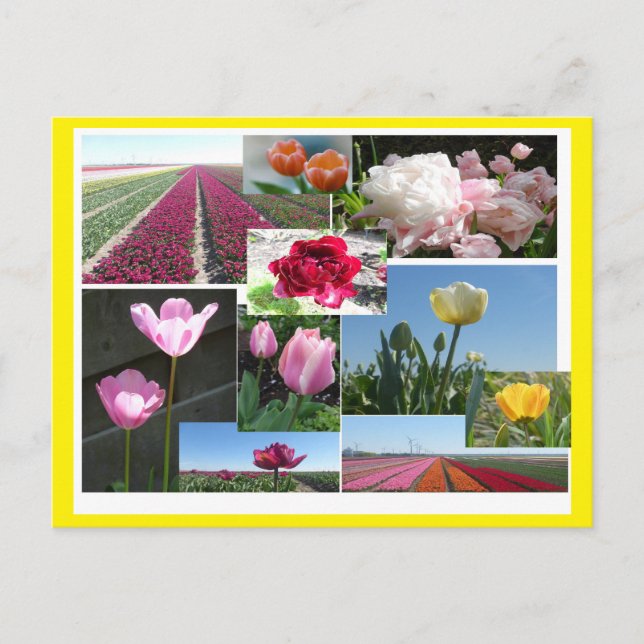 Tulips Collage DIY & Cust. Border Colour Postcard (Front)