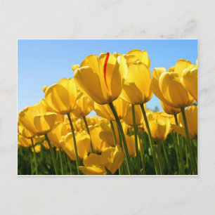 Tulips Collection Postcard