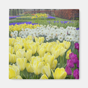 Tulips, daffodils, and Grape Hyacinth flowers, Magnet