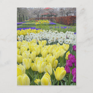 Tulips, daffodils, and Grape Hyacinth flowers, Postcard