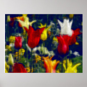 Tulips digital effect of style "impression" poster
