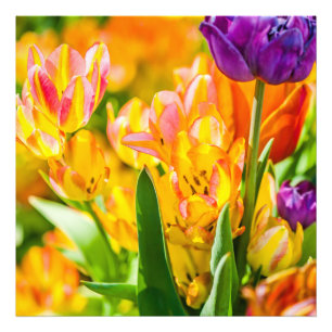 Tulips Enchanting 01 Photo Print