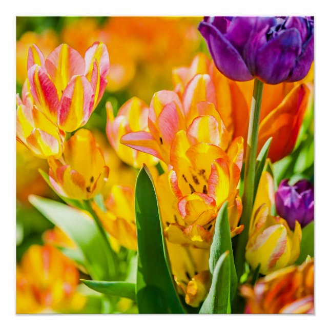 Tulips Enchanting 01 Poster (Front)