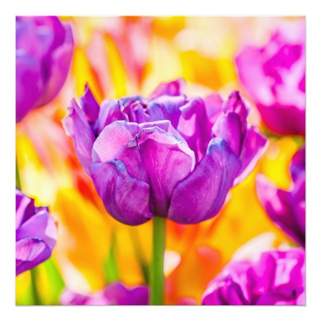 Tulips Enchanting 06 Photo Print (Front)