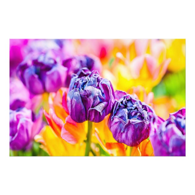 Tulips Enchanting 14 Photo Print (Front)