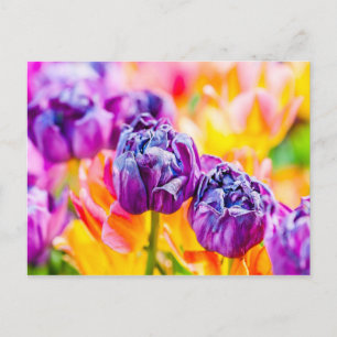 Tulips Enchanting 14 Postcard