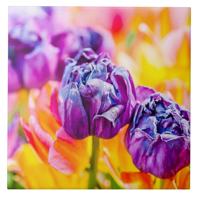 Tulips Enchanting 14 Tile (Front)