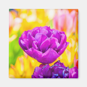 Tulips Enchanting 15 Magnet