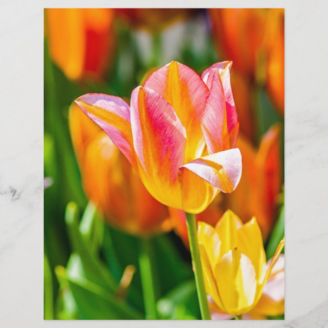 Tulips Enchanting 17 (Front)