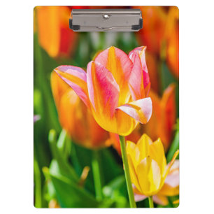 Tulips Enchanting 17 Clipboard
