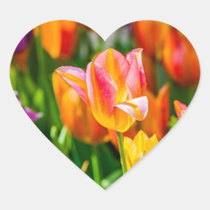 Tulips Enchanting 17 Heart Sticker