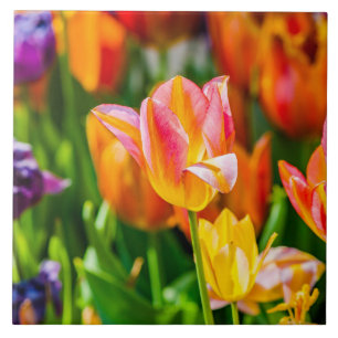 Tulips Enchanting 17 Tile