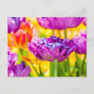 Tulips Enchanting Dark Pink Postcard