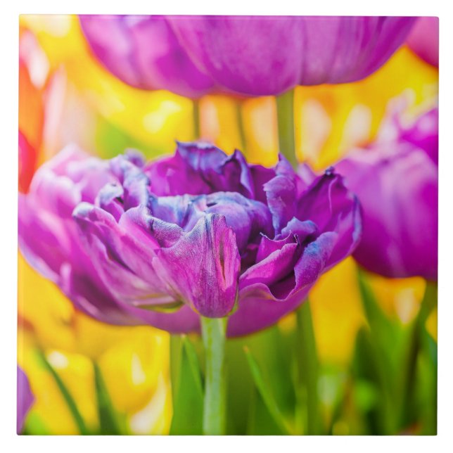 Tulips Enchanting Dark Pink Tile (Front)