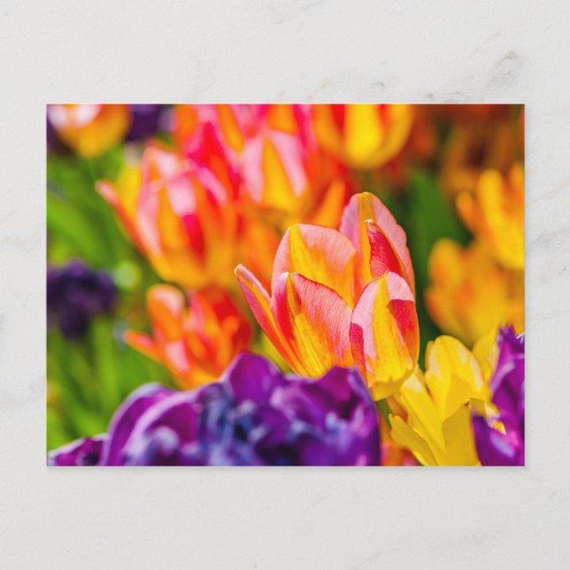 Tulips Enchanting Postcard (Front)
