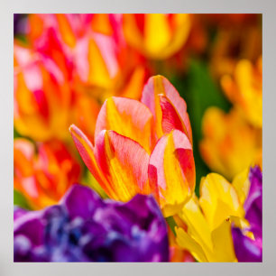 Tulips Enchanting Poster