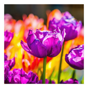 Tulips Enchanting Purple Photo Print