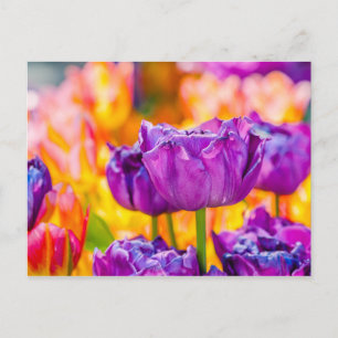 Tulips Enchanting Purple Postcard