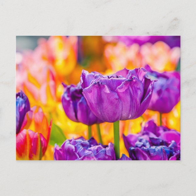 Tulips Enchanting Purple Postcard (Front)