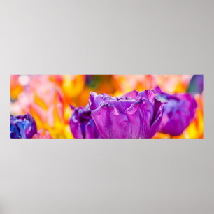 Tulips Enchanting Purple Poster