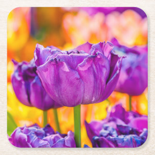 Tulips Enchanting Purple Square Paper Coaster