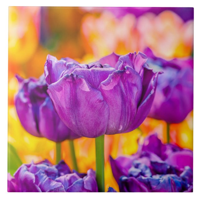 Tulips Enchanting Purple Tile (Front)