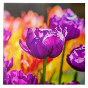 Tulips Enchanting Purple Tile