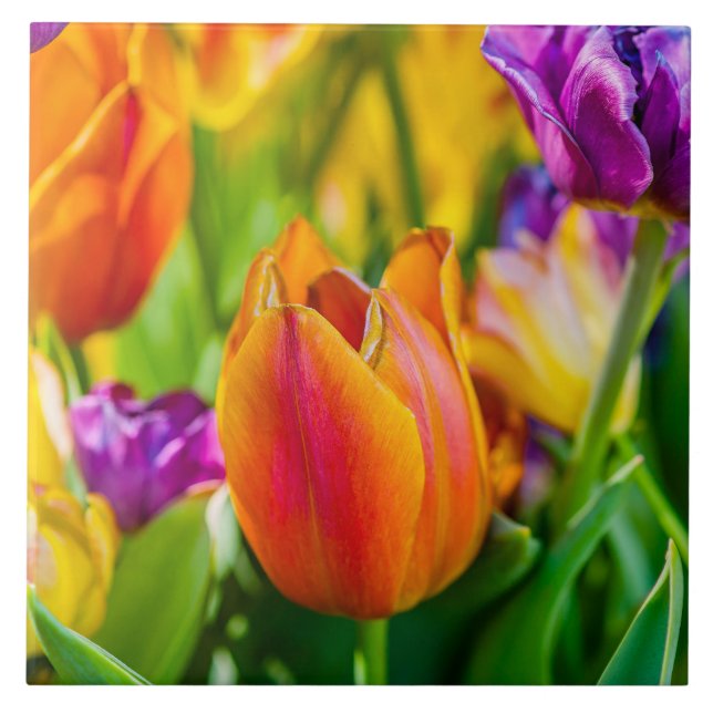 Tulips Enchanting Tile (Front)
