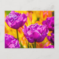 Tulips Enchanting Violet