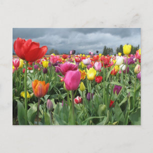 Tulips Field Postcard