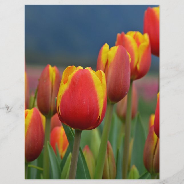 Tulips for Mum (Front)