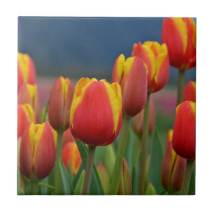 Tulips for Mum Tile