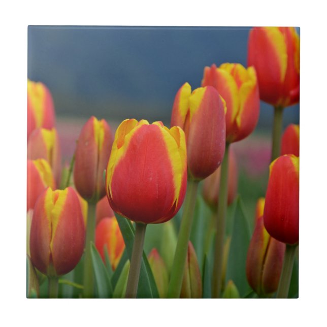 Tulips for Mum Tile (Front)