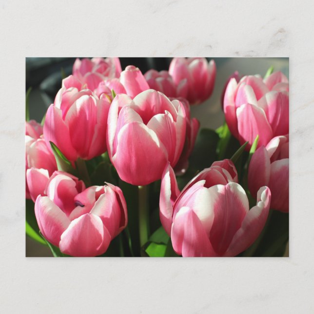 Tulips from Amsterdam 2 Postcard (Front)