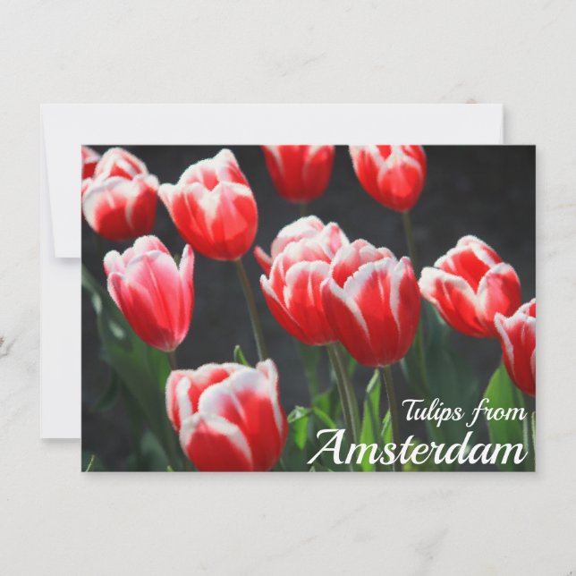 Tulips from Amsterdam Card (Front)