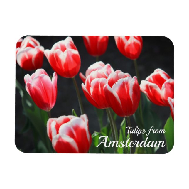 Tulips from Amsterdam Magnet (Horizontal)