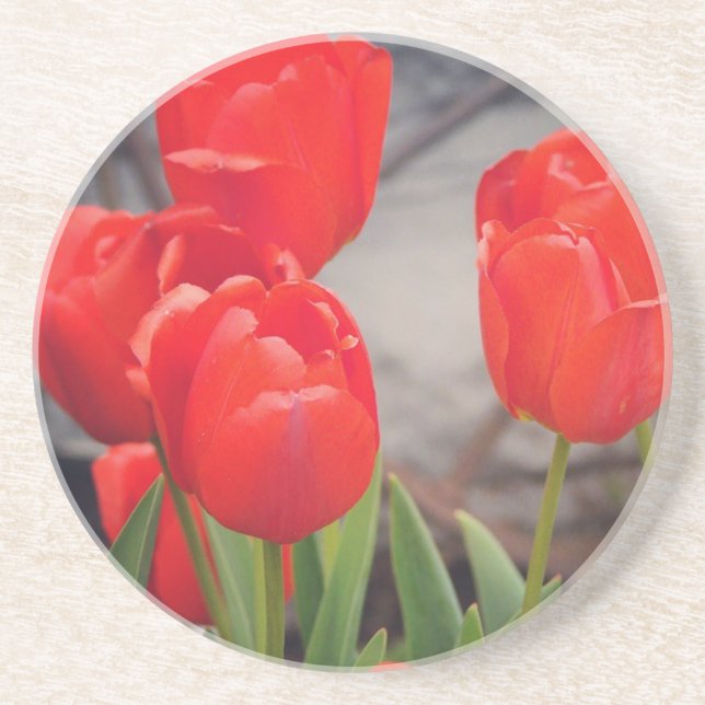 Tulips from last spring.  Dreaming of spring. Coaster (Front)
