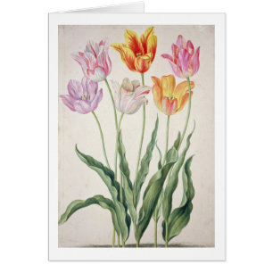 Tulips, from the 'Nassau Florilegium' (w/c on pape